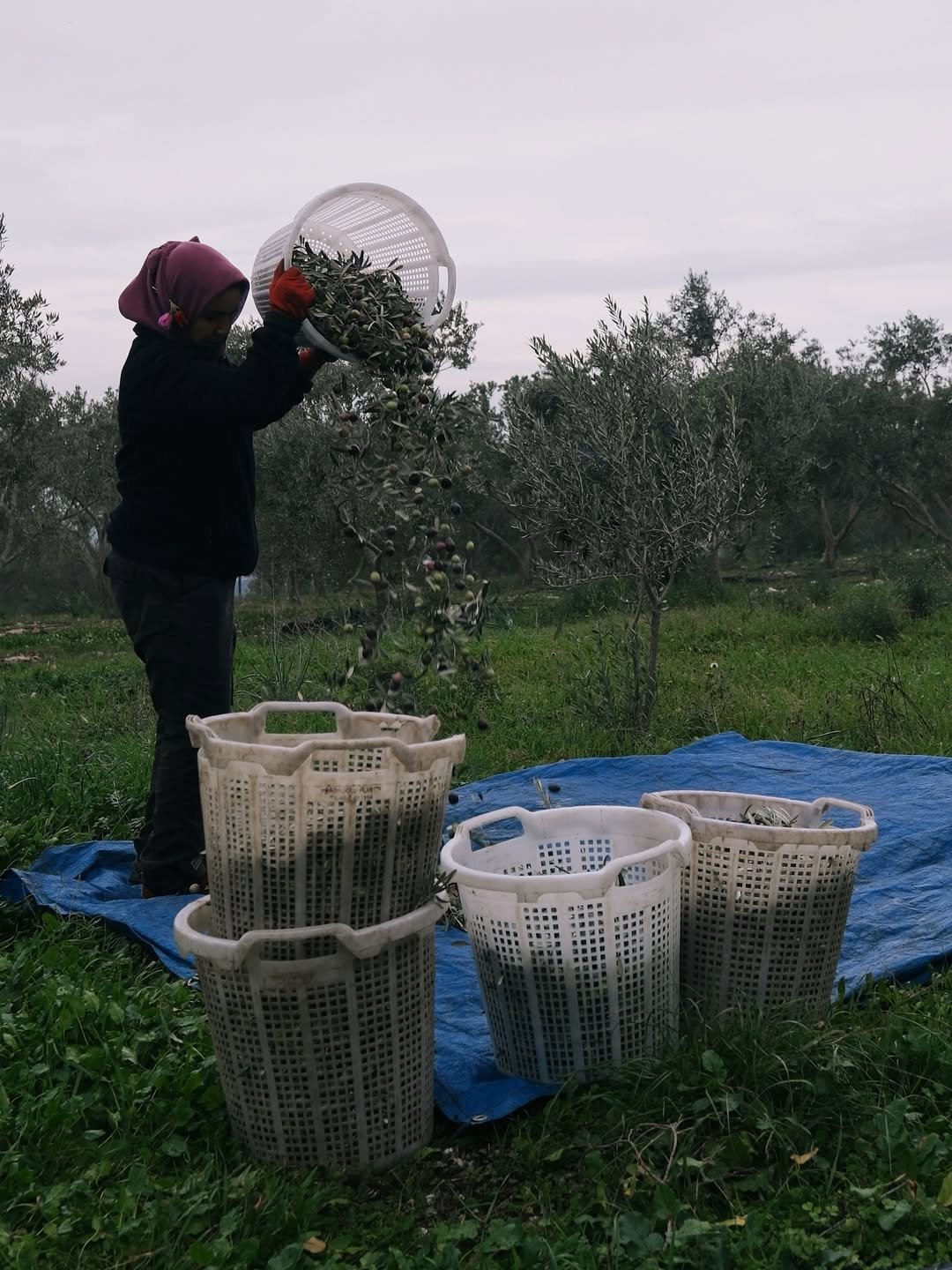 SaveClip.App_588466105_18554568463063745_1779039890789274288_n