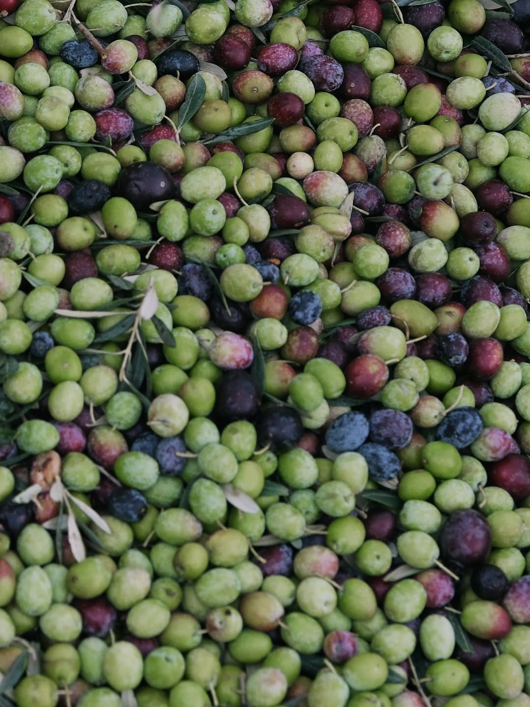 SaveClip.App_589903550_18554568448063745_4207382805544399048_n