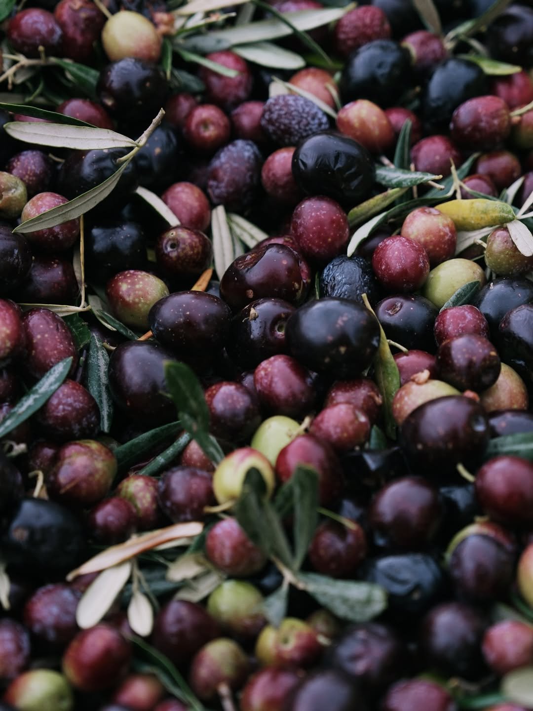 SaveClip.App_589932835_18554568475063745_4696785443877018451_n